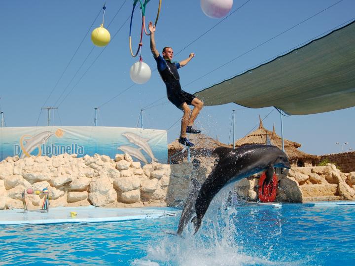 Dolphin Show Sharm